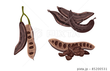 Sweet pods of ripe carob set. Organic healthy food vector illustration 85200531