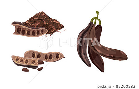 Ripe carob plant sweet pods set. Organic healthy food vector illustration 85200532