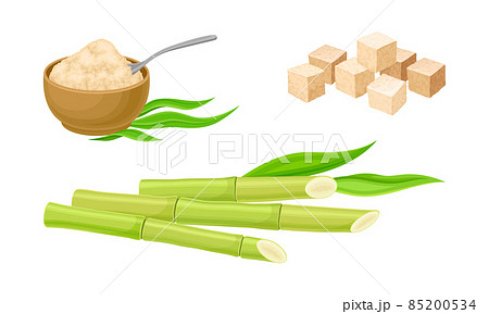 Fresh sugarcane stalks and cane sugar natural organic food set vector illustration 85200534