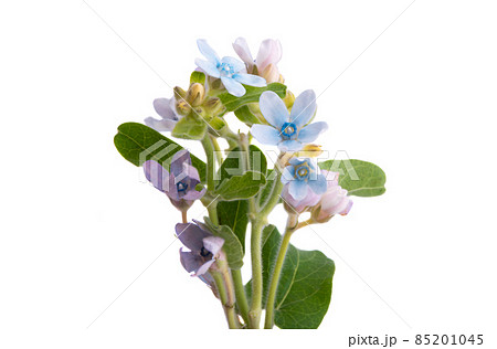 Oxypetalum coeruleum isolated 85201045