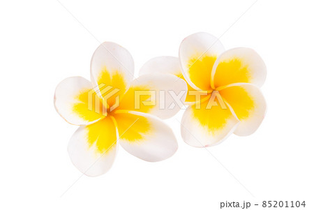 plumeria flower isolated plumeria flower isolated 85201104