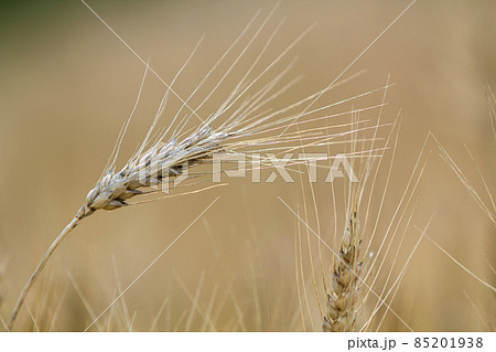 Close-up of warm colored golden yellow ripe focused wheat head on sunny summer day on soft blurred foggy meadow wheat field light brown background. Agriculture, farming and rich harvest concept. 85201938