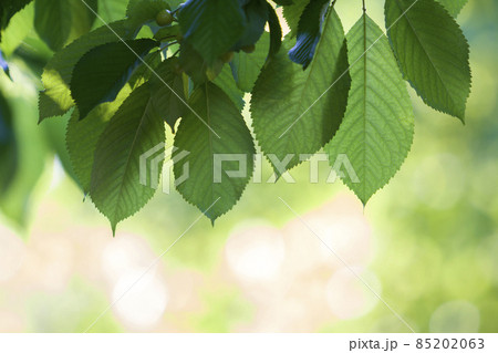 Close-up of beautiful fresh shiny cherry leaves lit by sun hanging like curtain above blurred bright bokeh copy space background. Beauty and protection of nature, agriculture and gardening concept. Close-up of beautiful fresh shiny cherry leaves lit by sun hanging like curtain above blurred bright bokeh copy space background. Beauty and protection of nature, agriculture and gardening concept. 85202063