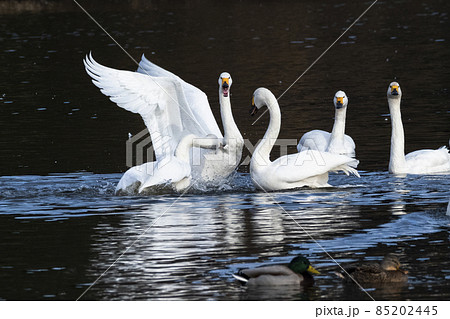 咬みつかれた白鳥 85202445