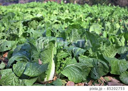 里山の野菜 85202753
