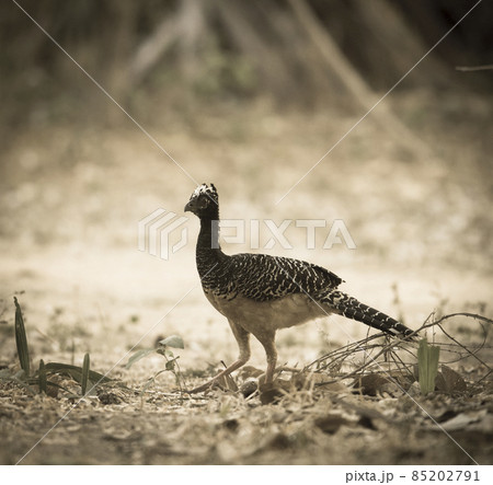 Bare faced Curassow, in a jungle environment, Pantanal Brazil 85202791