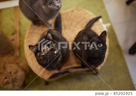 Cat standing on its hind legs, asks food. Cat standing on its hind legs, asks food. 85202925