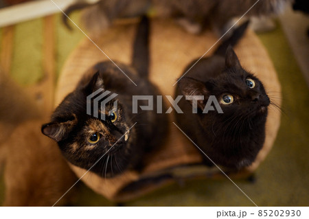 Cat standing on its hind legs, asks food. Cat standing on its hind legs, asks food. 85202930