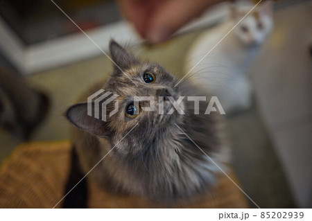Cat standing on its hind legs, asks food. 85202939