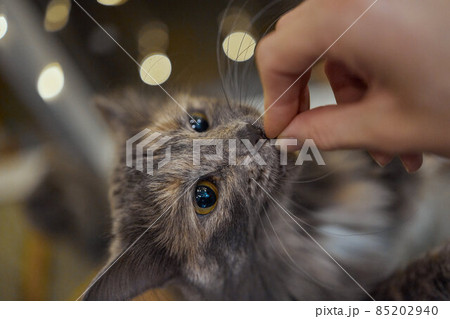 Cat standing on its hind legs, asks food. 85202940