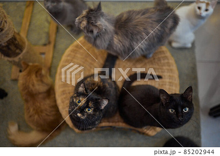 Cat standing on its hind legs, asks food. Cat standing on its hind legs, asks food. 85202944