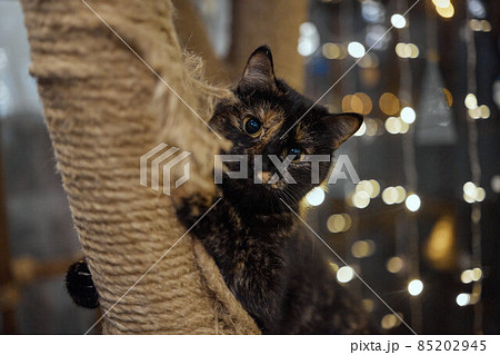 Cute little tabby kitten leaning contentedly up against a scratching new rope post looking at the camera with a curious expression. Cute little tabby kitten leaning contentedly up against a scratching new rope post looking at the camera with a curious expression. 85202945