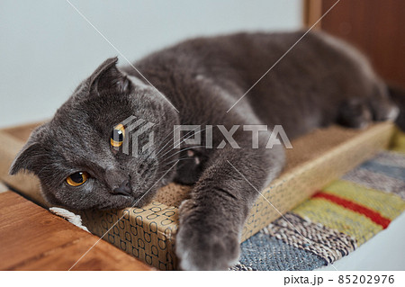 Cute little tabby kitten leaning contentedly up against a scratching new rope post looking at the camera with a curious expression. 85202976