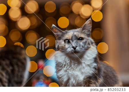 Christmas cat. Portrait striped kitten with Christmas lights garland on festive red background. Christmas cat. Portrait striped kitten with Christmas lights garland on festive red background. 85203233