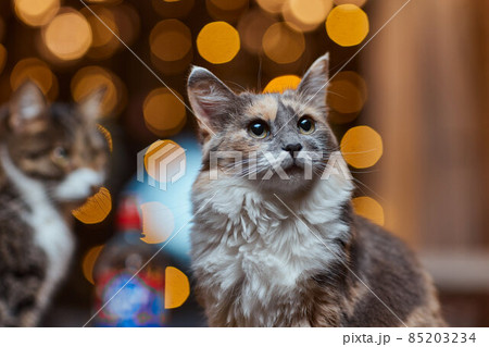 Christmas cat. Portrait striped kitten with Christmas lights garland on festive red background. 85203234