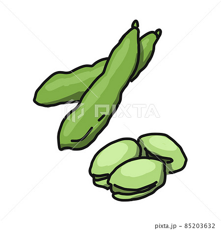 マメ科の植物 野菜 そら豆イラストのイラスト素材