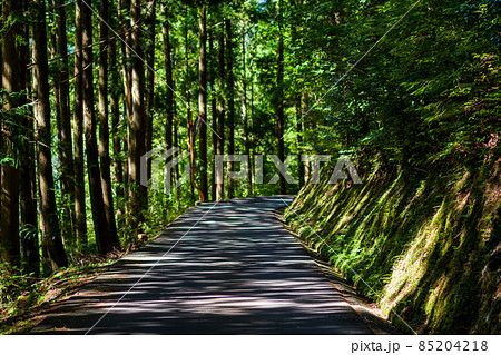 【国道439号線】森の中を進む狭路 【国道439号線】森の中を進む狭路 85204218