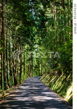 【国道439号線】森の中を進む狭路 【国道439号線】森の中を進む狭路 85204220