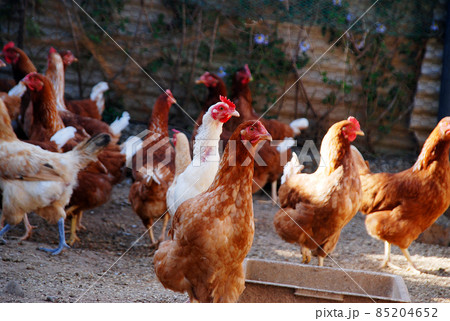 にわとり 85204652