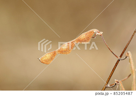 アレチヌスビトハギの実 85205487