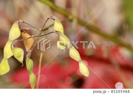 アレチヌスビトハギの実 85205488