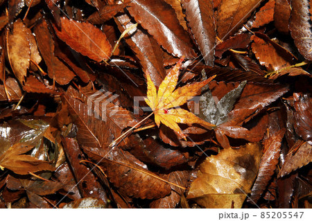 イロハモミジの落葉 85205547