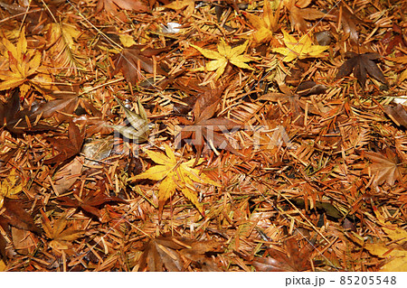 イロハモミジの落葉 85205548