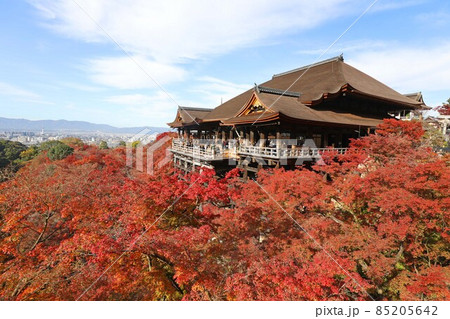 清水寺　本堂と紅葉 85205642