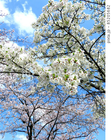 満開の桜 85205682