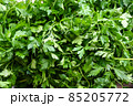 Fresh parsley for sale at vegetable market, close up. Boxes full of raw parsley in shop. Organic parsley at the greengrocer's stall. Vegetable. 85205772