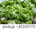 Fresh white lettuce for sale at vegetable market, close up. Boxes full of raw green lettuce in shop. Organic lettuce at the greengrocer's stall. Vegetable. Salad. 85205773