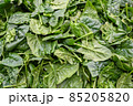 Fresh green spinach for sale at vegetable market, close up. Boxes full of spinach in shop. Spinach at the greengrocer's stall. Beta plant. Vegetable.  85205820