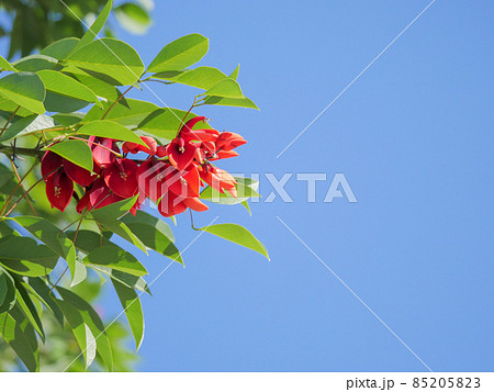 アメリカデイゴ3 85205823