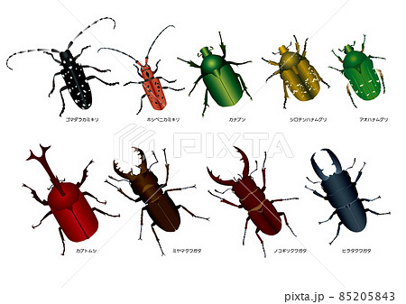 日本の甲虫 85205843