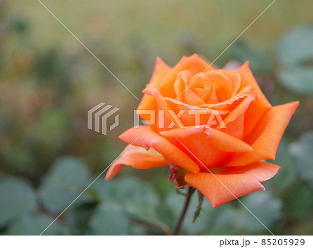 バラ19 アンネフランク バラ19 アンネフランク 85205929