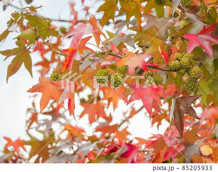 モミジバフウ5　紅葉 85205933