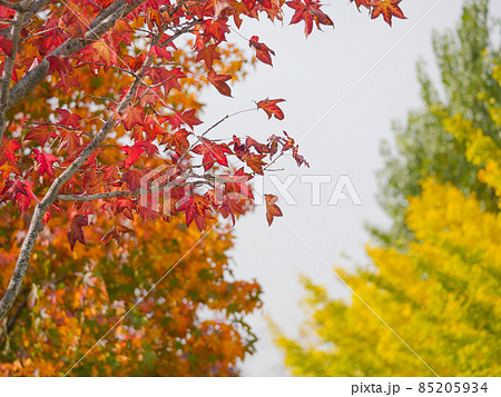 紅葉8 カラフル 紅葉8 カラフル 85205934