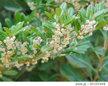 ハマヒサカキ2 85205948