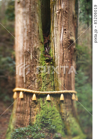御神木 御神木 85206019