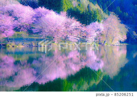 中綱湖の桜（ソフトフォーカス） 85206251