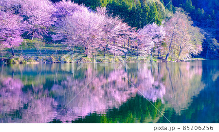 中綱湖の桜 中綱湖の桜 85206256