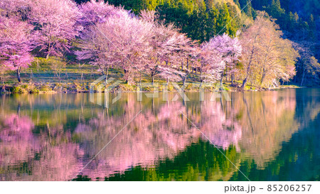 中綱湖の桜 中綱湖の桜 85206257