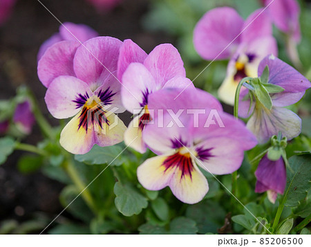 ビオラ5 薄紫 ビオラ5 薄紫 85206500