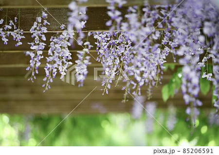 藤の花が美しい藤棚 85206591
