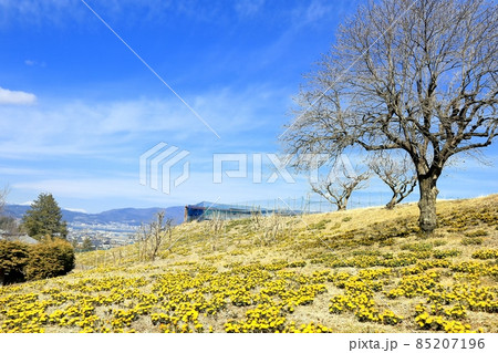 城山福寿草園 85207196