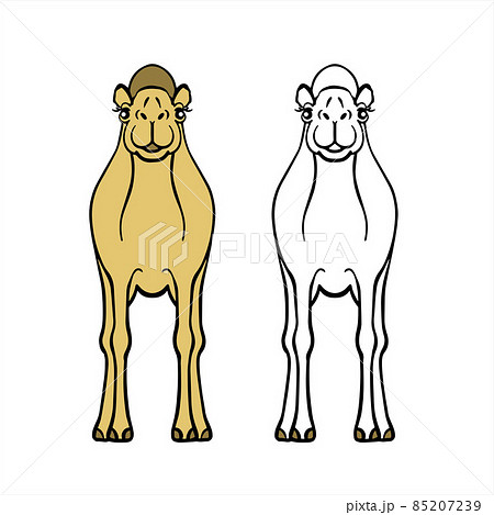 前を向いた砂漠のラクダのイラスト素材
