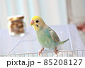 ちょっとおすましセキセイインコ 85208127