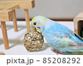 おもちゃで楽しく遊ぶセキセイインコ 85208292