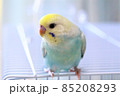 お目々キラキラなセキセイインコ 85208293