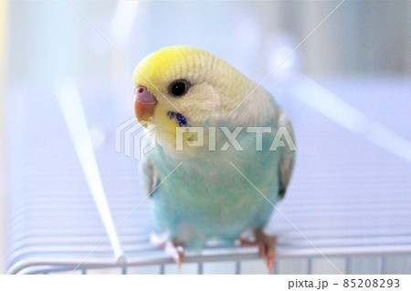 お目々キラキラなセキセイインコ 85208293